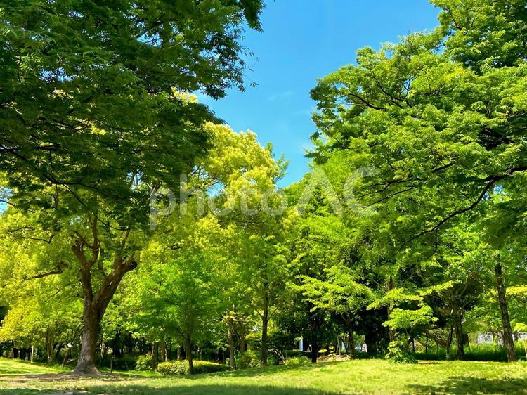 公園で森林浴 森林,木,緑の写真素材