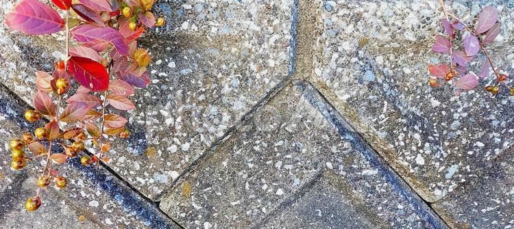 屋外の塀に垂れる赤い葉の植物 ブロック,塀,壁の写真素材