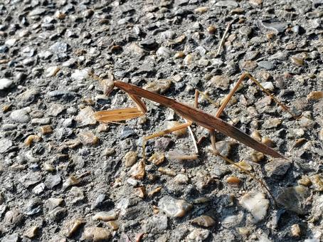 Photo, mantis, orchestra, insect, 