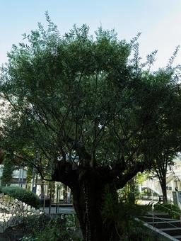 街中にそびえる巨大な木 街中にそびえる巨大な木の写真