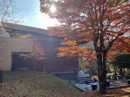 紅葉の木漏れ日 紅葉の木漏れ日 紅葉,もみじ,秋の写真素材