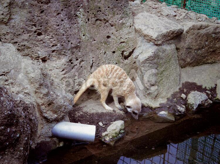 ミーアキャット1（静岡県伊東市） ミーアキャット,伊豆シャボテン動物公園,伊東の写真素材
