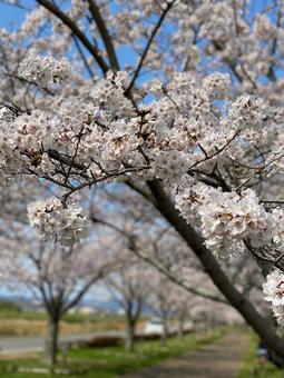 桜 桜の写真