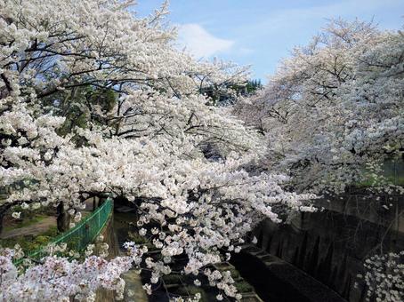 桜 桜の写真