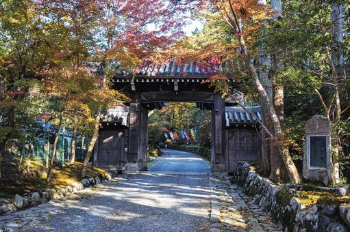 京都にある赤山禅院参道沿いの紅葉 京都,修学院道,紅葉の写真素材