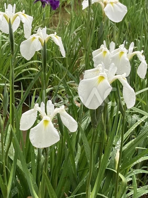 雨上がりに映える白いハナショウブの花 ハナショウブ,花菖蒲,白の写真素材