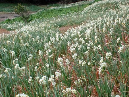 Photo, trumpet daffodil, winter and spring, white yellow, 