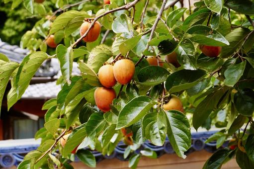 渋柿の木 木,秋,かきの写真素材