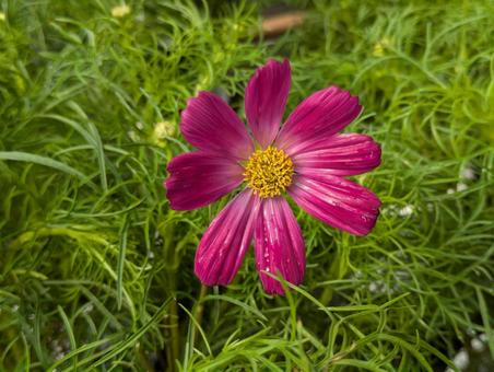 可愛いコスモス 可愛いコスモス コスモス,秋桜,花の写真素材