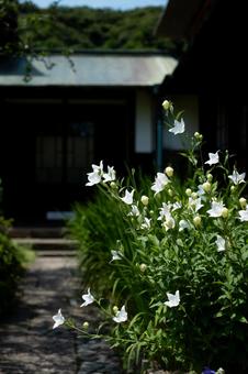 ［神奈川県鎌倉市］海蔵寺｜花の寺 鎌倉,海蔵寺,桔梗の写真素材