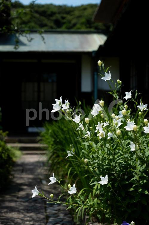 ［神奈川県鎌倉市］海蔵寺｜花の寺 鎌倉,海蔵寺,桔梗の写真素材