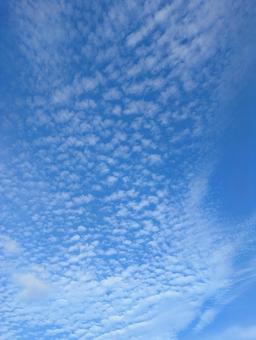 いわし雲 空,晴れ,模様の写真素材