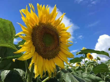 夏大輪ひまわり 夏大輪ひまわり 向日葵,ヒマワリ,ひまわりの写真素材