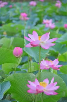 ハスの花-3 ハスの花-3 蓮の花,ハスの花,蓮池の写真素材