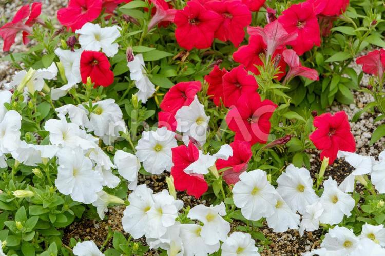 赤と白のペチュニアの花壇 ペチュニア,赤,白の写真素材