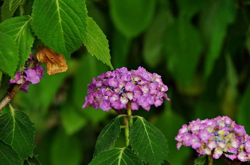 アジサイの季節 アジサイの季節 アジサイ,紫陽花,鮮やかの写真素材