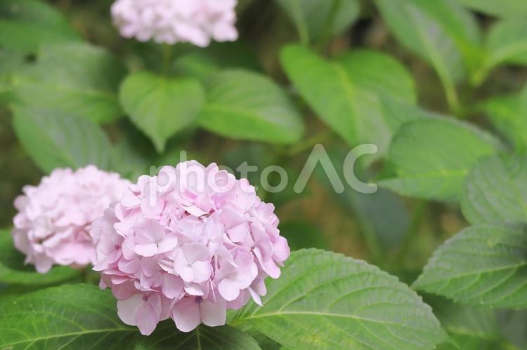 かわいいピンクのアジサイの花 アジサイ,紫陽花,花の写真素材