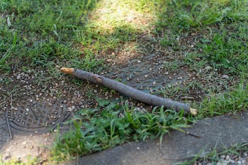 地面に落ちた枝の写真