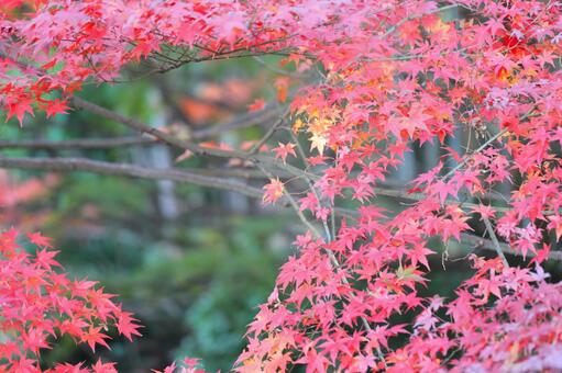 もみじ もみじの写真