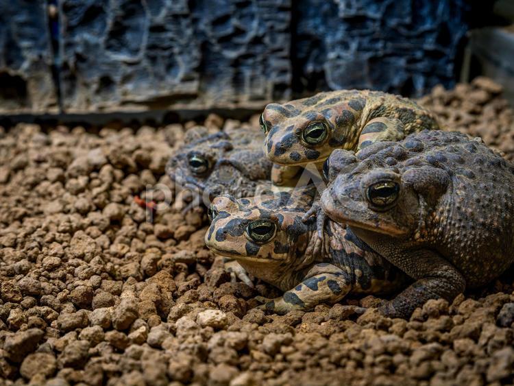 エジプトミドリヒキガエルのアップ エジプトミドリヒキガエル,ヒキガエル,カエルの写真素材