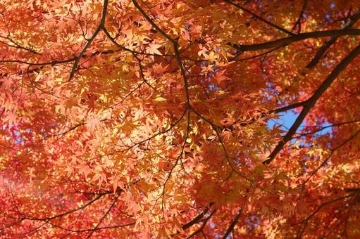オレンジ色の紅葉 秋の風景 オレンジ色の紅葉 秋の風景 紅葉,オレンジ色,もみじの写真素材