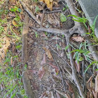 自然 木の実,自然,地面の写真素材