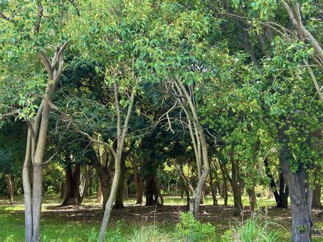 自然の風景、緑、散歩道 自然の風景、緑、散歩道の写真