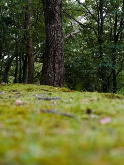 苔と樹木 苔と樹木の写真