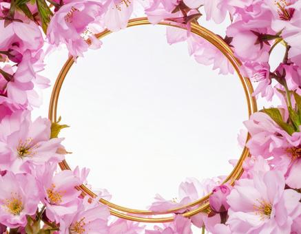 桜のフレーム 桜のフレームの写真