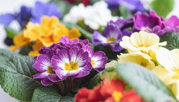 秋から春の花 プリムラ 秋から春の花 プリムラの写真
