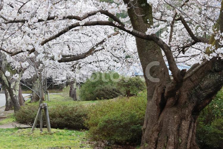 弥彦神社の桜 春,サクラ,ピンクの写真素材