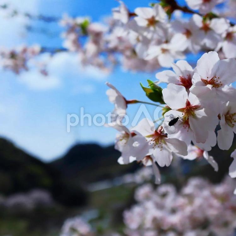 桜 桜,春,桜と青空の写真素材