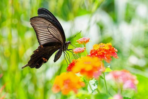 ランタナの蜜を吸うクロアゲハ ランタナの蜜を吸うクロアゲハの写真