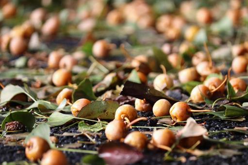 路面に落ちて臭う銀杏 銀杏,ギンナン,イチョウの写真素材