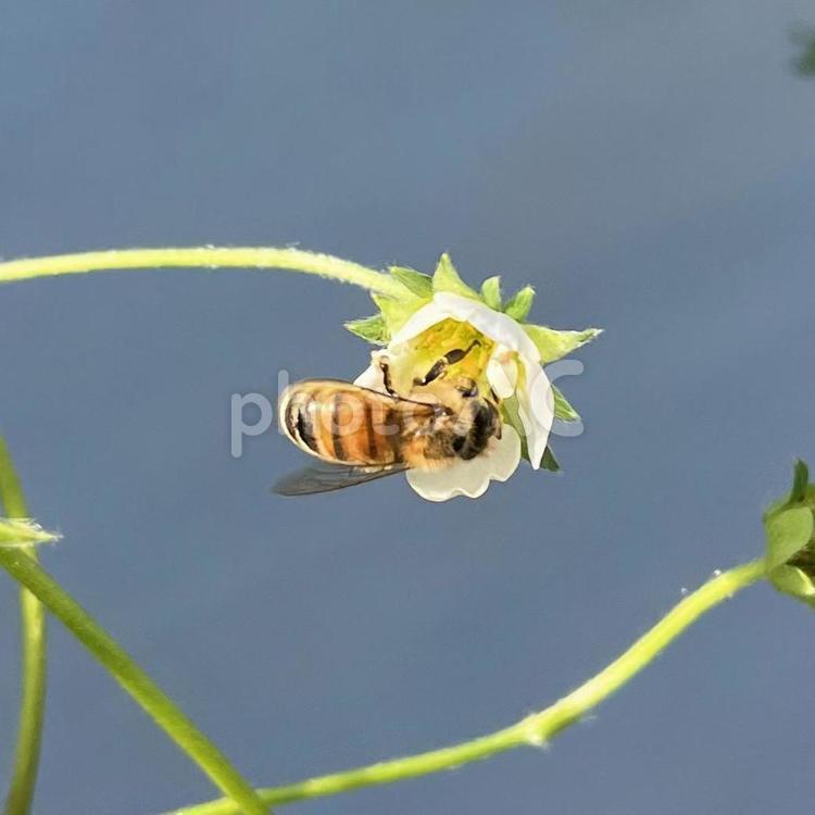 ミツバチ活動中　蜜集め　春　みつばち みつばち,蜜集め,いちごの花の写真素材