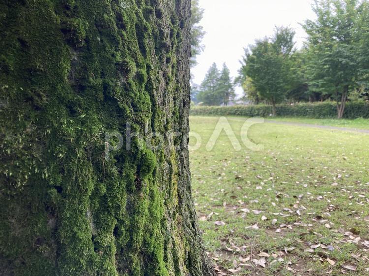 大きい木の幹の苔　自然ナチュラル背景素材 苔,木の幹,森の写真素材