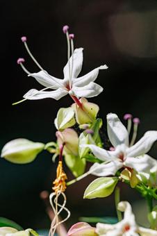 森に咲く白いクサギの花 森に咲く白いクサギの花の写真