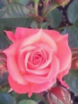 薔薇 薔薇の写真