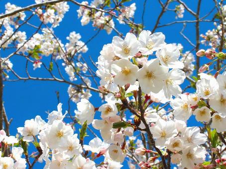 桜 桜の写真