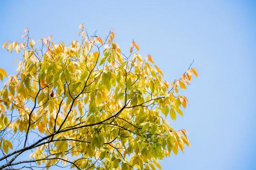 色づく木々⑶ 葉,秋,色づきの写真素材