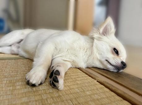 和室で寝そべるチワワ 和室で寝そべるチワワ チワワ,寝顔,室内犬の写真素材