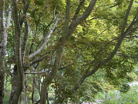 Photo, wood, plant, bush, 