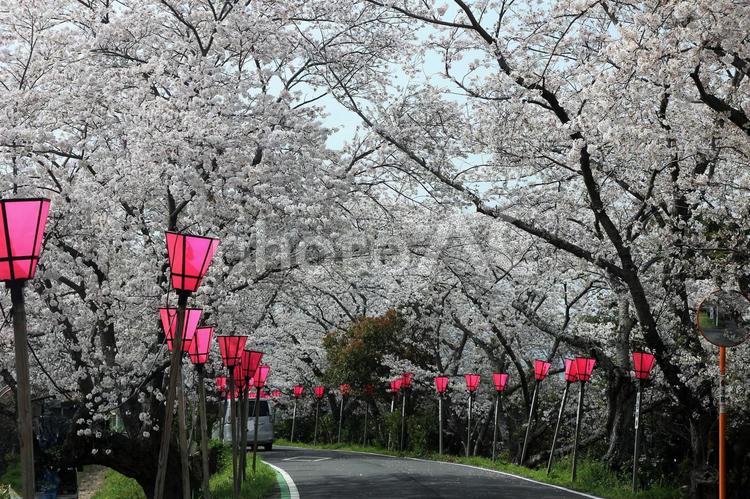 幽玄の世界　桜トンネル 桜,白い花,春の花の写真素材