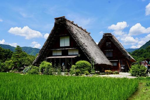 田んぼ越しに望む白川郷の合掌造り 田んぼ越しに望む白川郷の合掌造りの写真