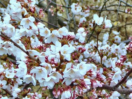 桜の季節-21 桜の季節-21 桜,木,幹の写真素材