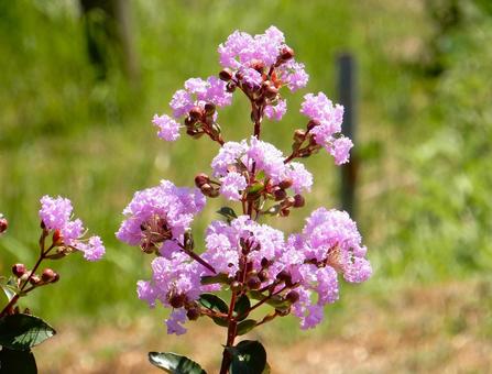 [Flower Photo] Pink Crape Myrtle, JPG
