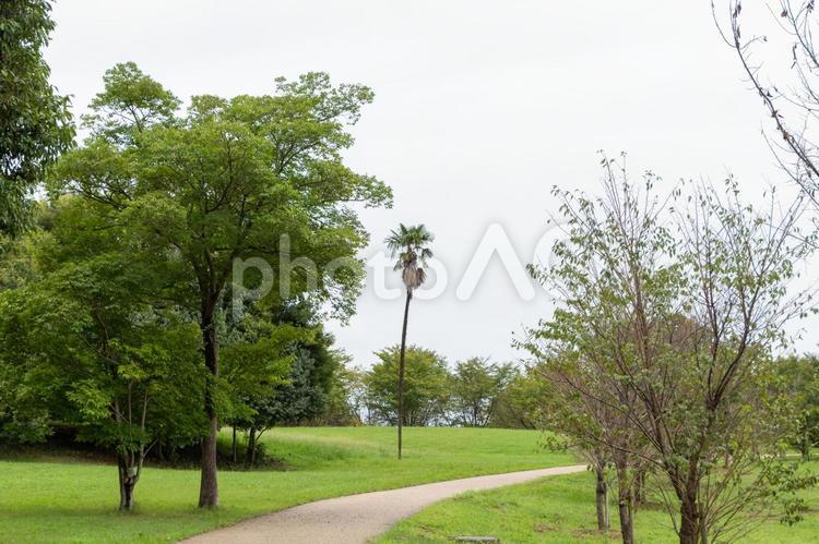 緑に囲まれた公園の風景 公園,緑,自然の写真素材