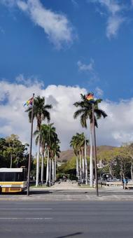 虹色の旗とパームツリー rainbowflag,虹,旗の写真素材