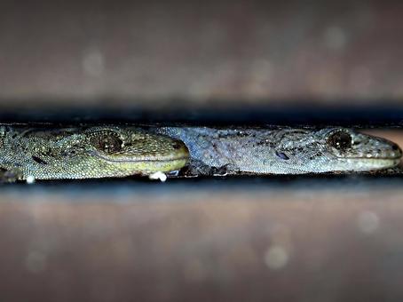 背割りで冬眠するヤモリ ヤモリ,家守,冬眠の写真素材