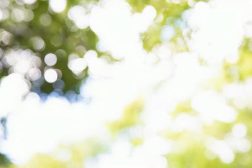 キラキラの玉ボケの写真